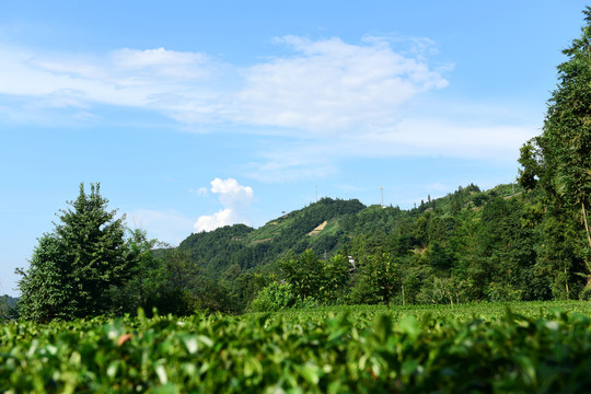 茶树