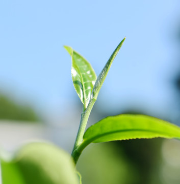 茶叶绿茶