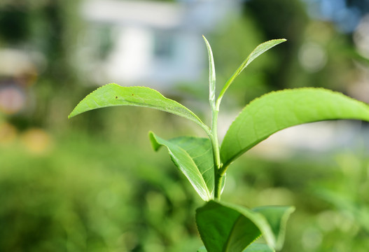 茶叶绿茶