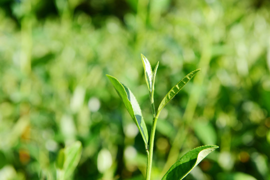 茶叶绿茶