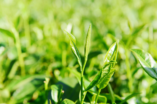 茶山茶树