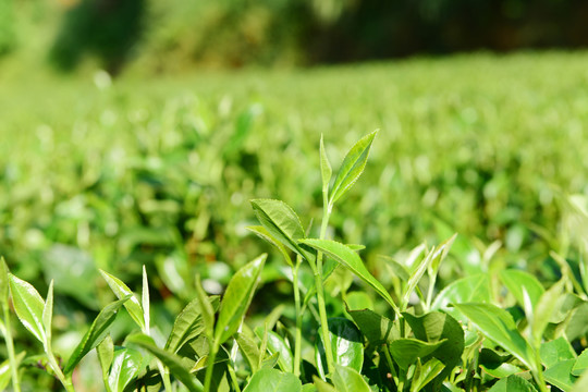 茶山茶树