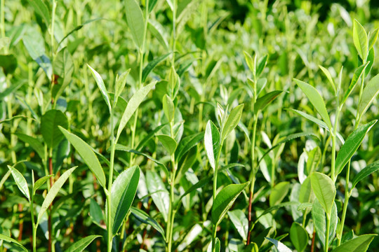 茶山茶树