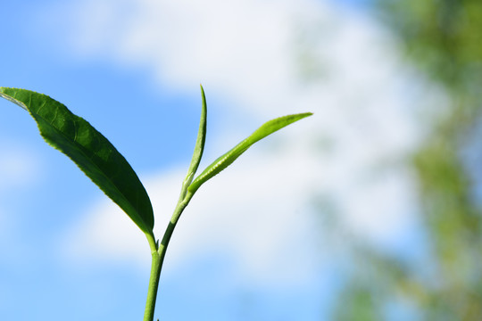 茶园采茶