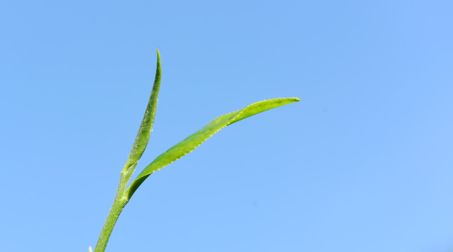 茶园采茶