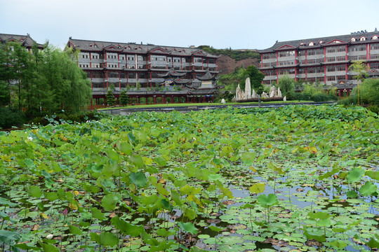 荷花亭美景