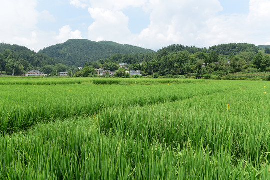 稻田水稻