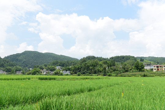 稻田水稻