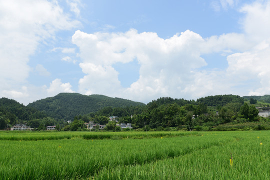 稻田水稻