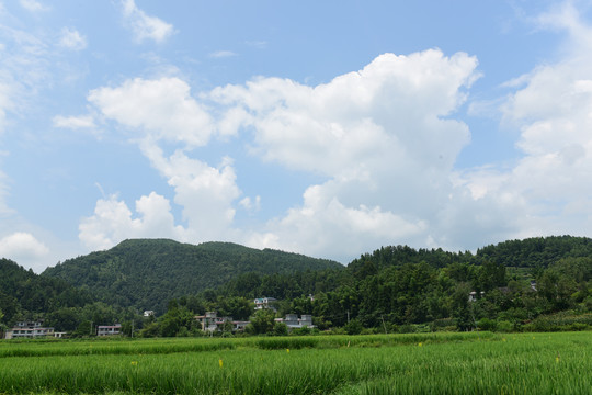 水田稻花稻谷