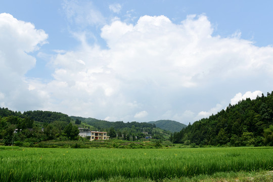 水田稻花稻谷