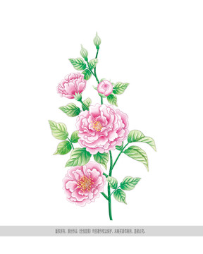 一枝粉薔薇