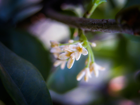 桂花