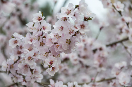 满树花开满色春