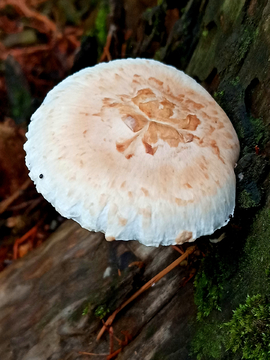 菌蘑