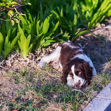 史宾格犬