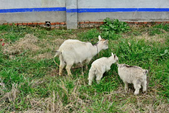 农村养羊