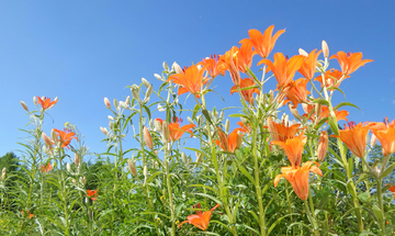 野百合花