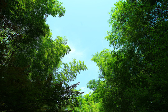 天空竹林背景