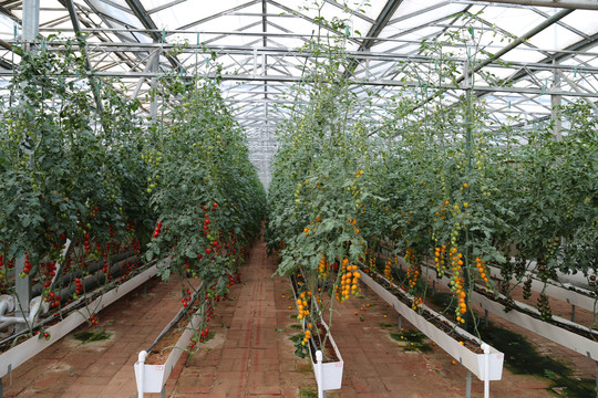 番茄种植农家乐采摘园
