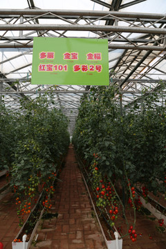 小番茄农家乐种植采摘