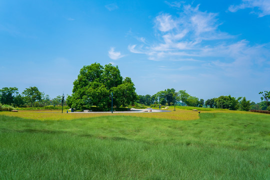 草原一颗树房地产海报背景