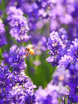 蜜蜂采薰衣草花蜜