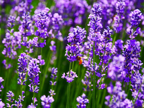 蜜蜂采薰衣草蜜