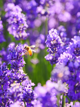 蜜蜂采薰衣草花蜜