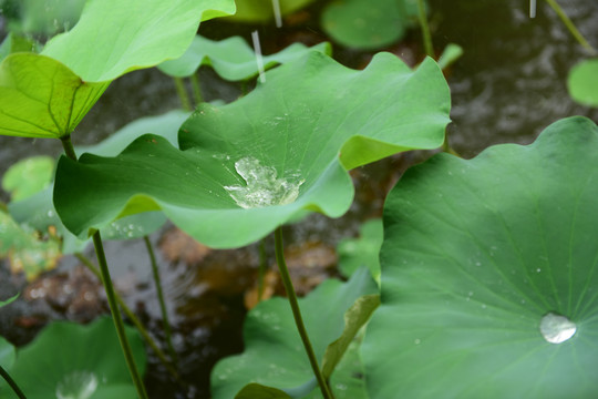 荷花