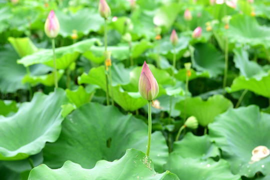 池塘荷叶夏荷