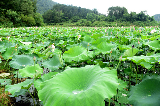 池塘荷叶夏荷