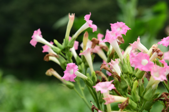 烟草种植