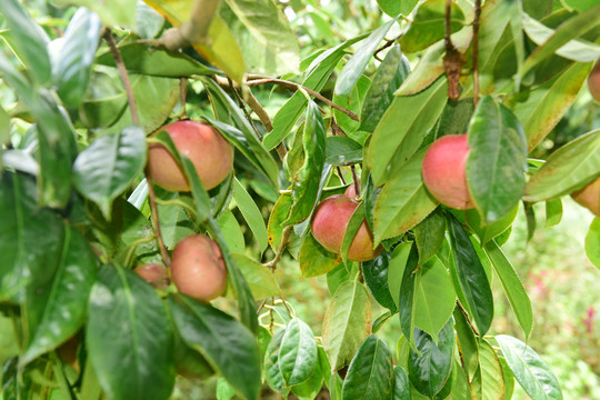 油茶果山茶果