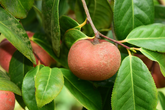 油茶果山茶果