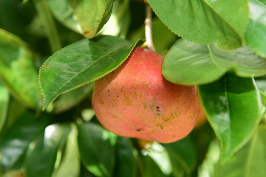 油茶果山茶果