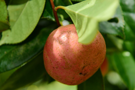 油茶果山茶果