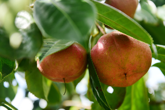 油茶果山茶果