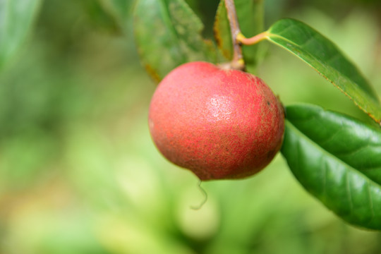 茶树茶果