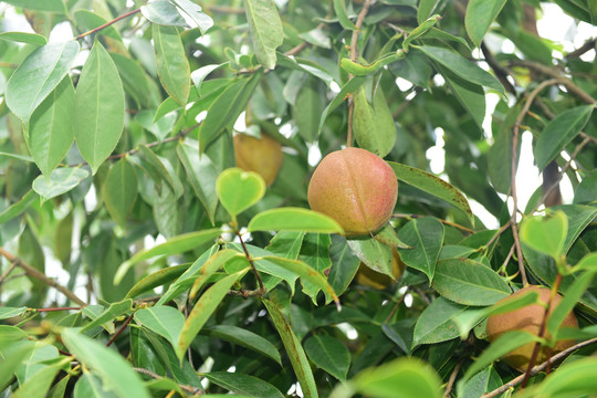 茶树茶果