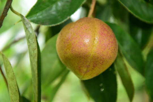 茶树茶果