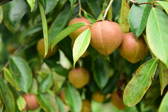 茶树茶果