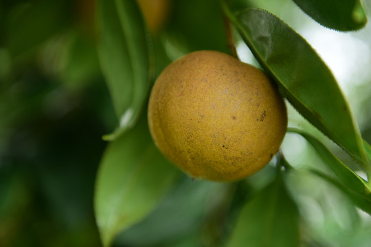 茶树茶果