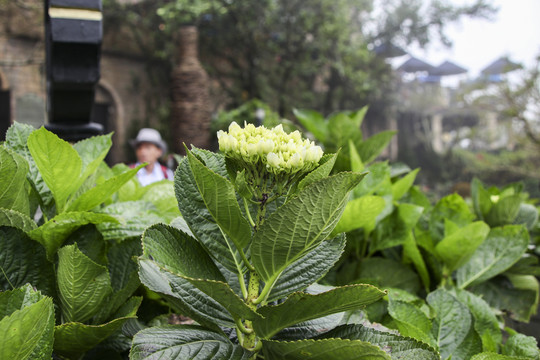 八仙绣球花