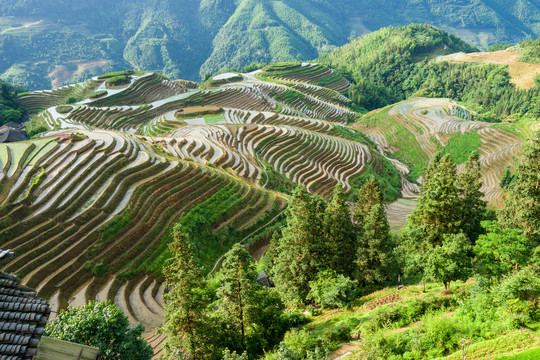 龙脊梯田