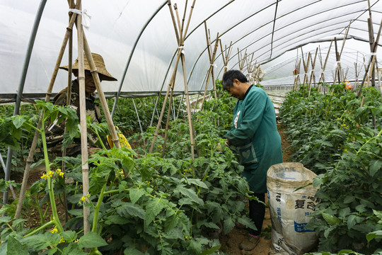 蔬菜基地