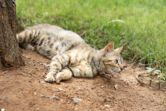 流浪猫