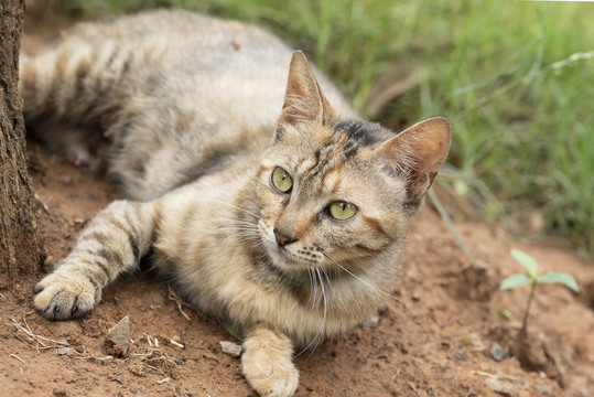 猫咪