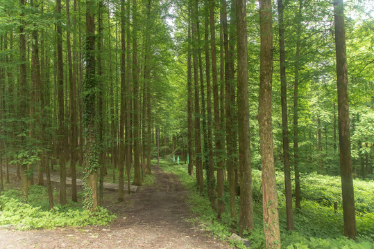 王山坪森林风光