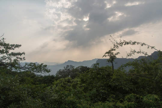 王山坪森林风光